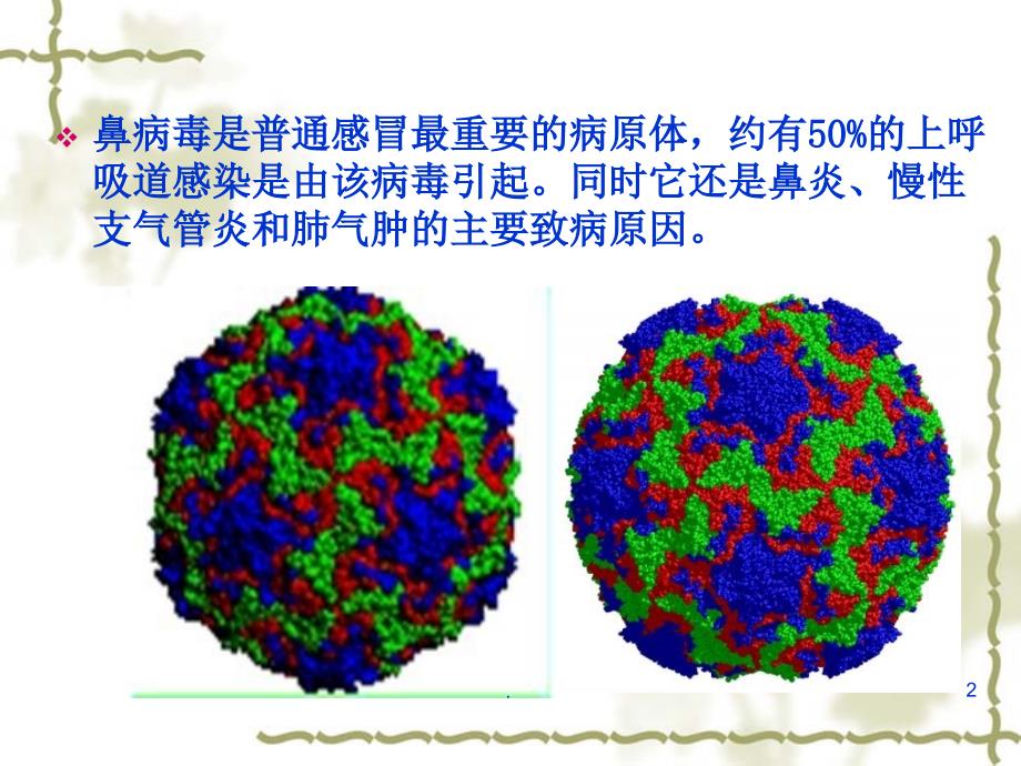 鼻病毒优秀课件_第2页