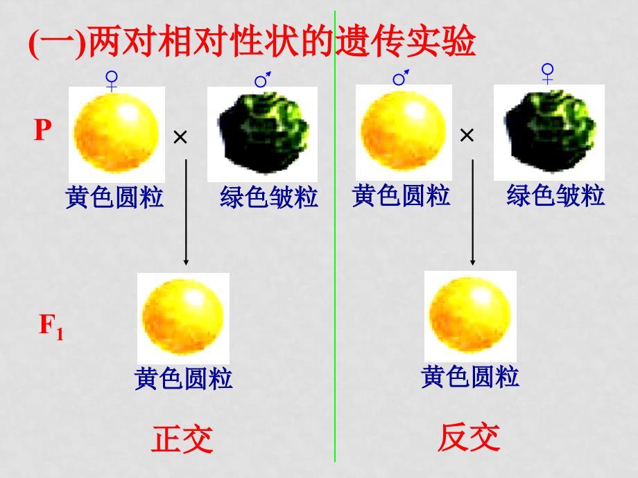 第二节孟德尔的豌豆杂交试验（二）._第3页