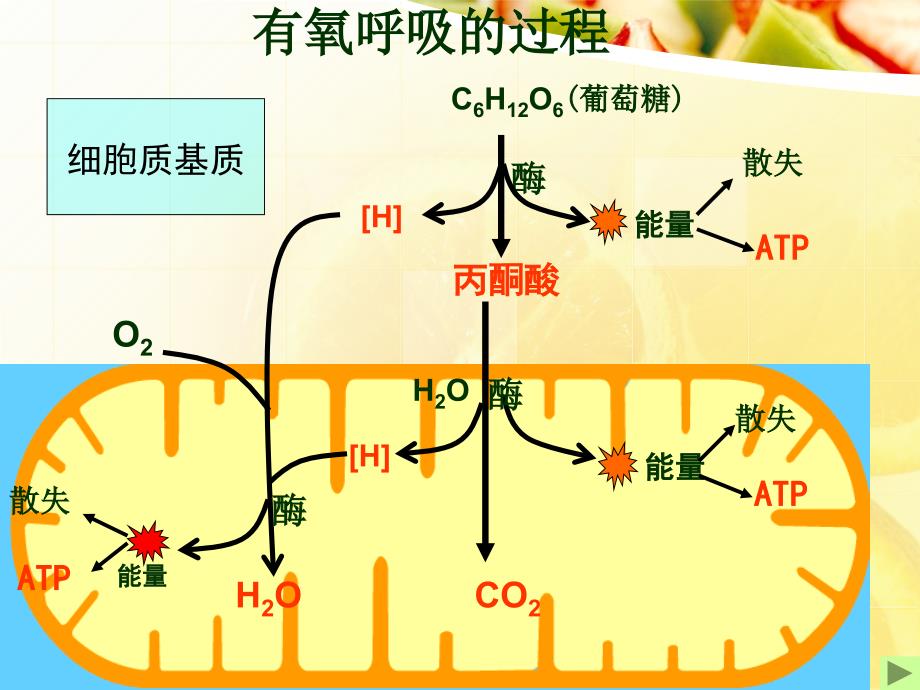 人教版高中生物必修一----ATP的主要来源——细胞呼吸_第2页