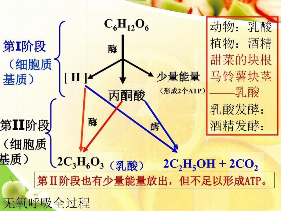 人教版高中生物必修一----ATP的主要来源——细胞呼吸_第5页