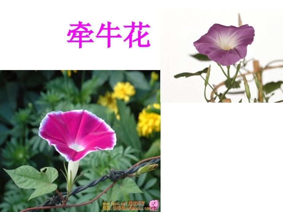 花钟PPT课件_第5页