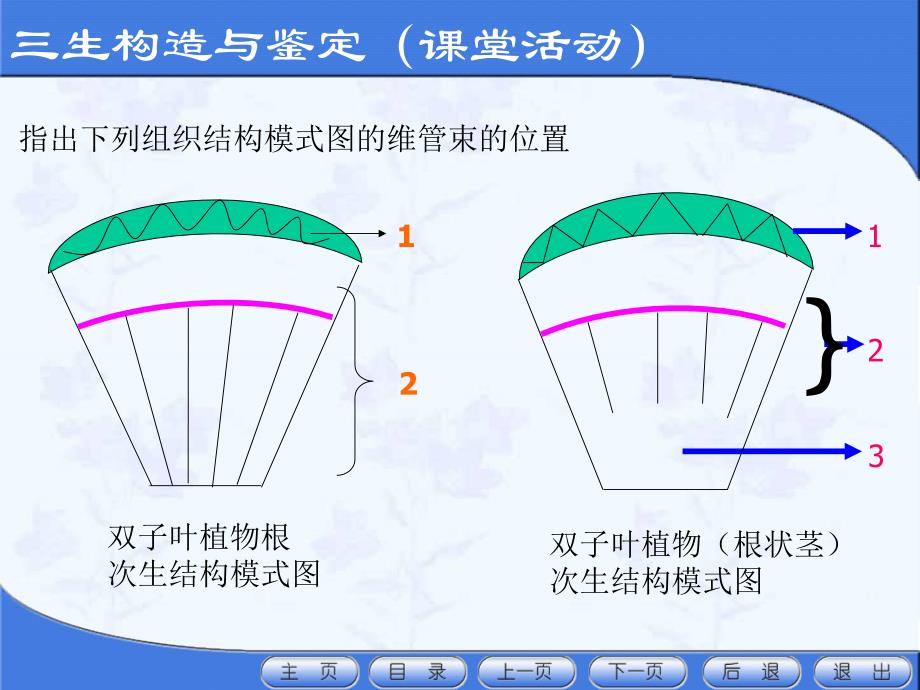 根及根茎类药材鉴定异常结构与大黄、何首乌、牛膝的鉴定_第3页