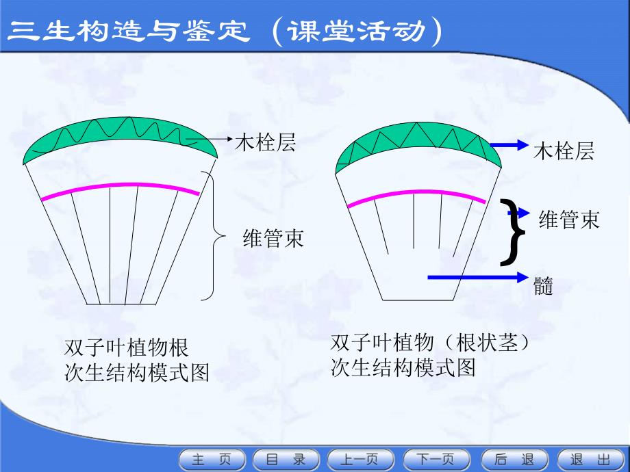 根及根茎类药材鉴定异常结构与大黄、何首乌、牛膝的鉴定_第4页