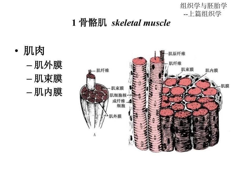 第6章肌组织ppt课件_第5页