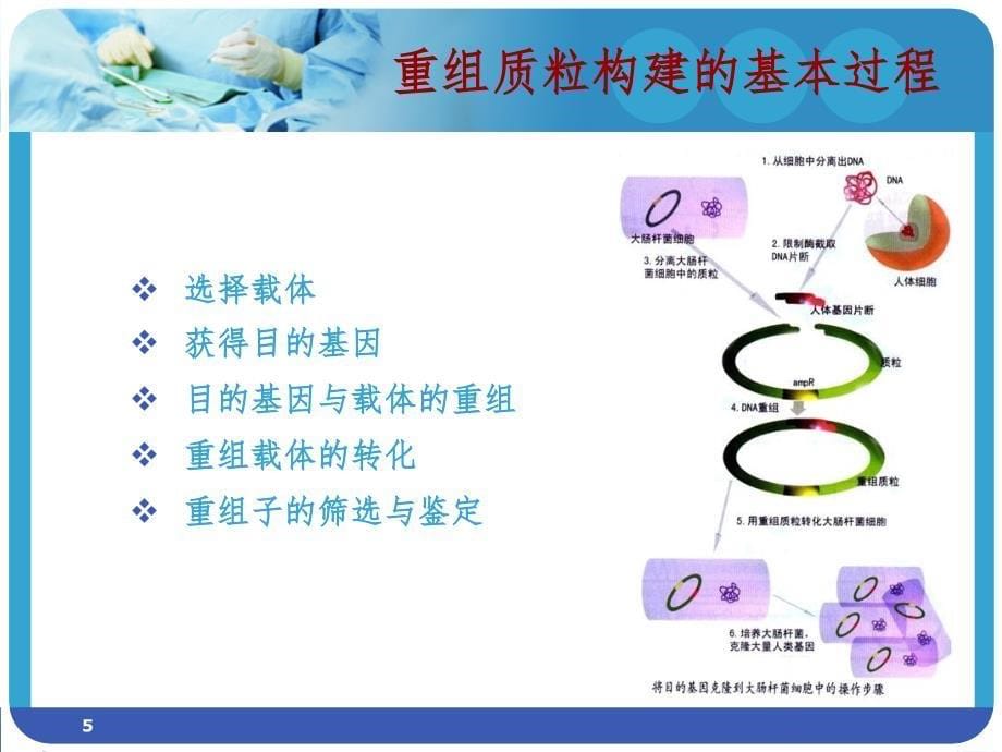 常见分子生物学实验方法PPT课件_第5页