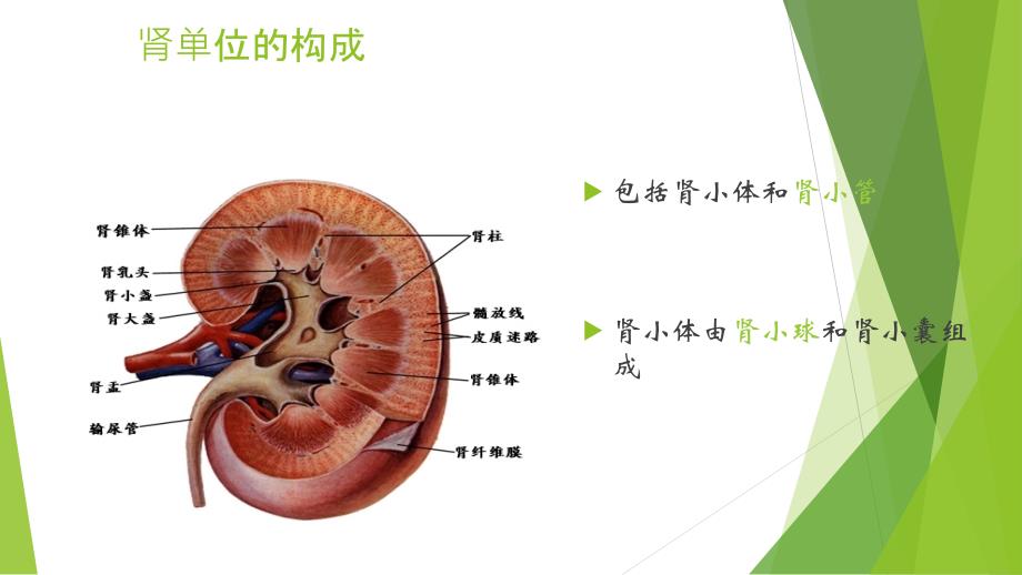 急性肾衰竭与crrt治ppt课件_第2页