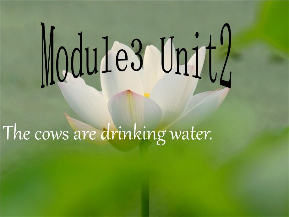 外研版(三年级起点)六年级下册Module3Unit2-The-cows-are-drinking-water_第1页