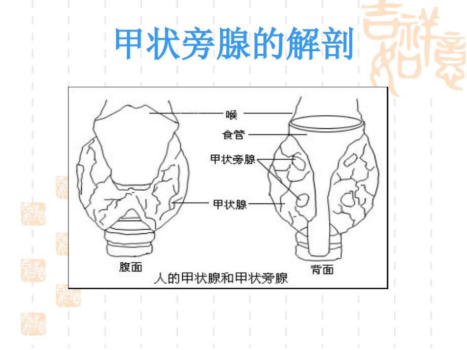 甲状旁腺功能减退-精美PPT.ppt_第2页