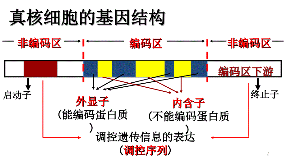 基因工程步骤课堂PPT_第2页