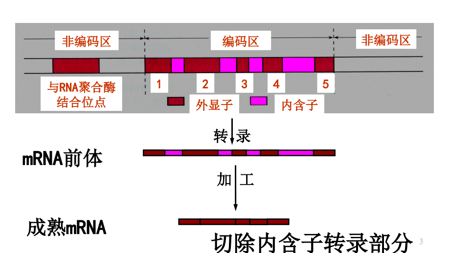 基因工程步骤课堂PPT_第3页