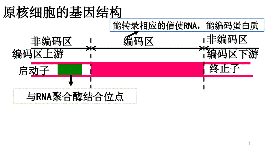 基因工程步骤课堂PPT_第4页