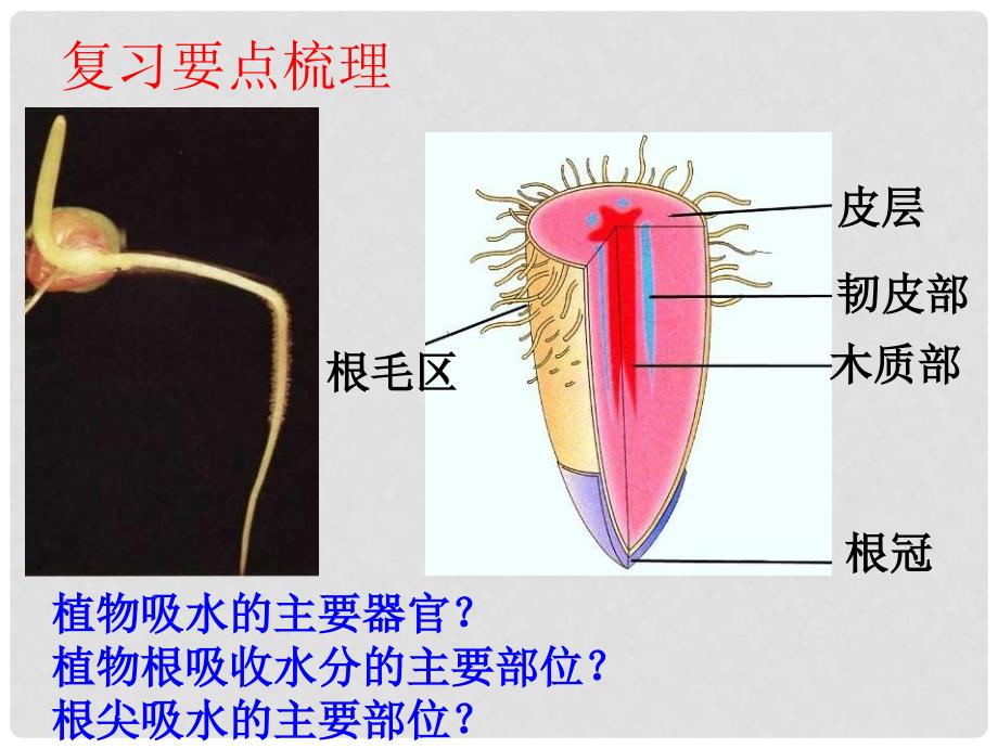 浙江省温州市龙湾区实验中学中考科学总复习 绿色植物的新陈代谢（第2课时）课件_第2页