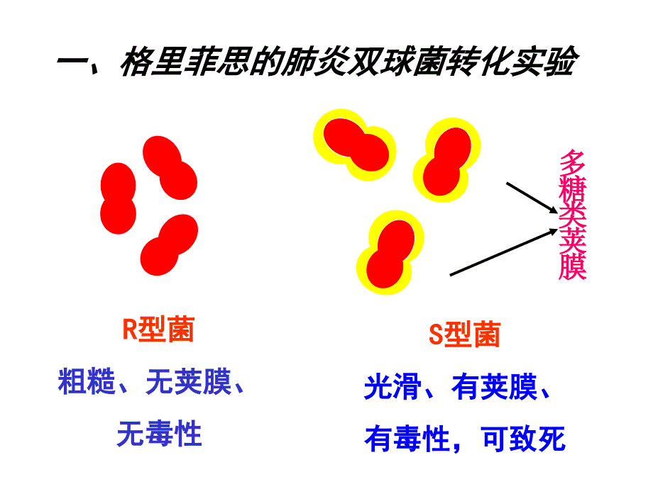 DAN是主要的遗传物质课件_第4页