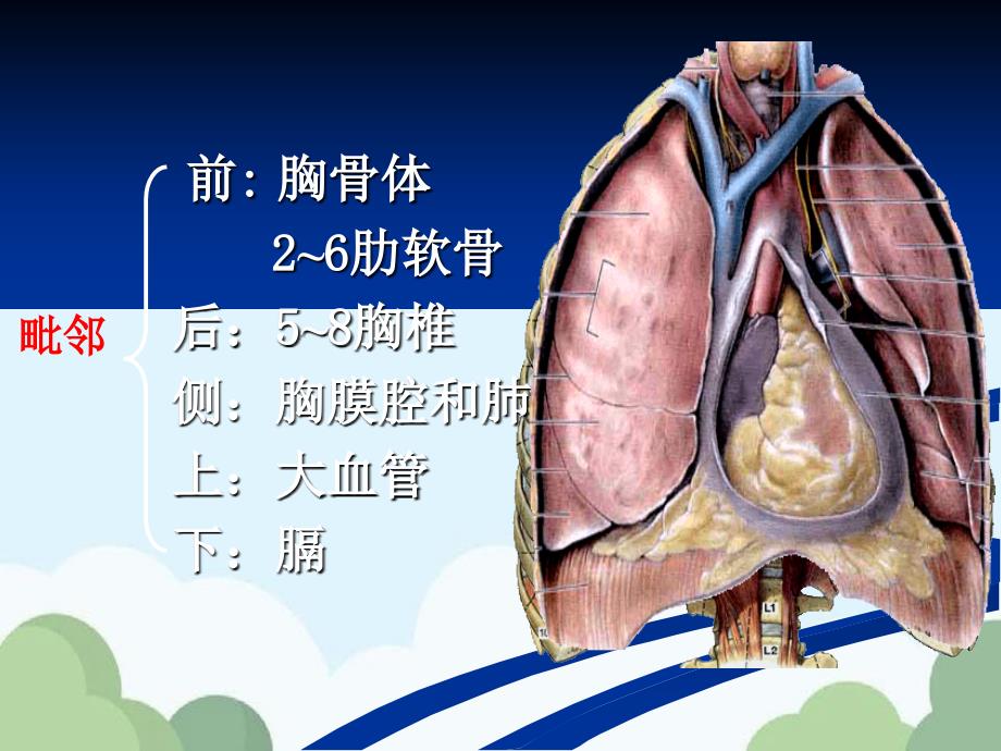 人体解剖生理学第四章血液循环_第4页