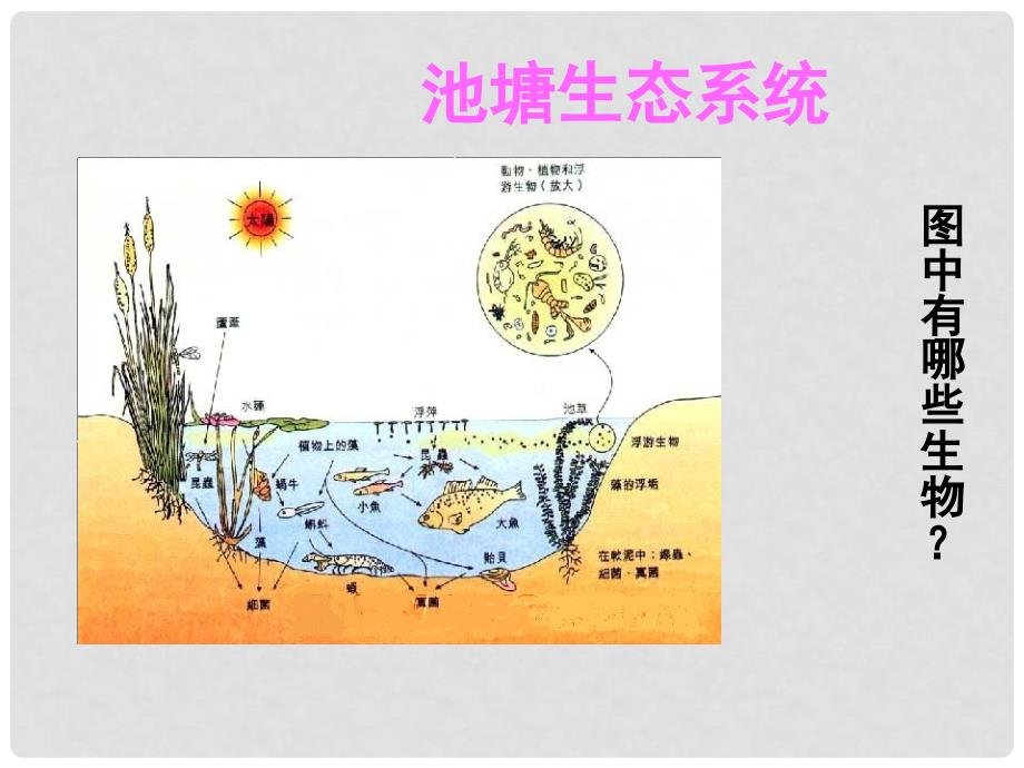 高中生物：3.1《 生物群落的基本单位—种群》课件（5）（苏教版必修3）_第2页