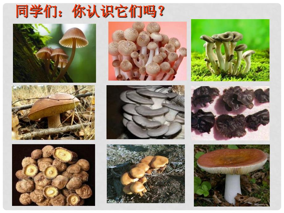 八年级生物上册 5.2.2 食用真菌课件（2）（新版）冀教版_第3页