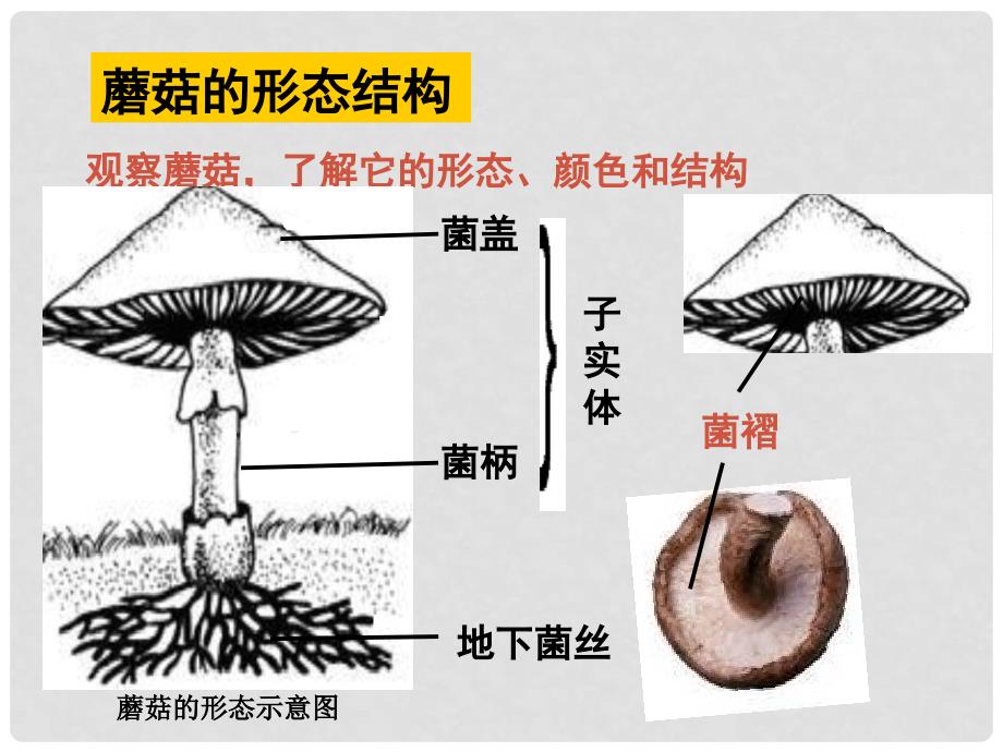 八年级生物上册 5.2.2 食用真菌课件（2）（新版）冀教版_第4页