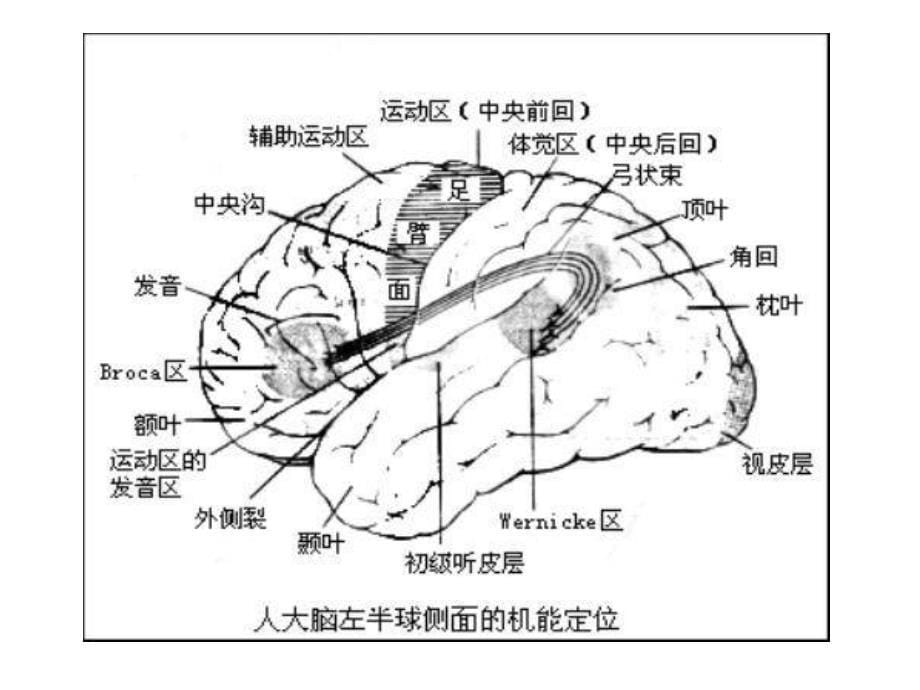 神经系统与运动控制ppt课件_第5页