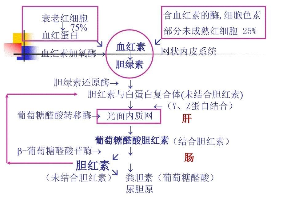 新生儿高胆红素血症剖析课件_第5页