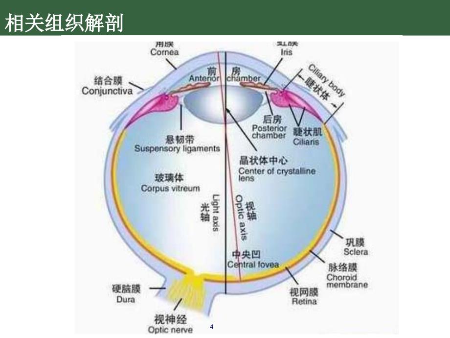 糖尿病视网膜病变简介专业技术_第4页