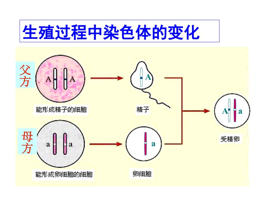 基因的显性和隐性_第1页