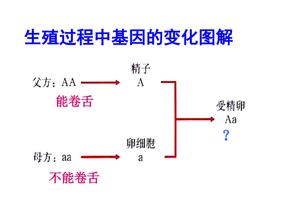 基因的显性和隐性_第2页