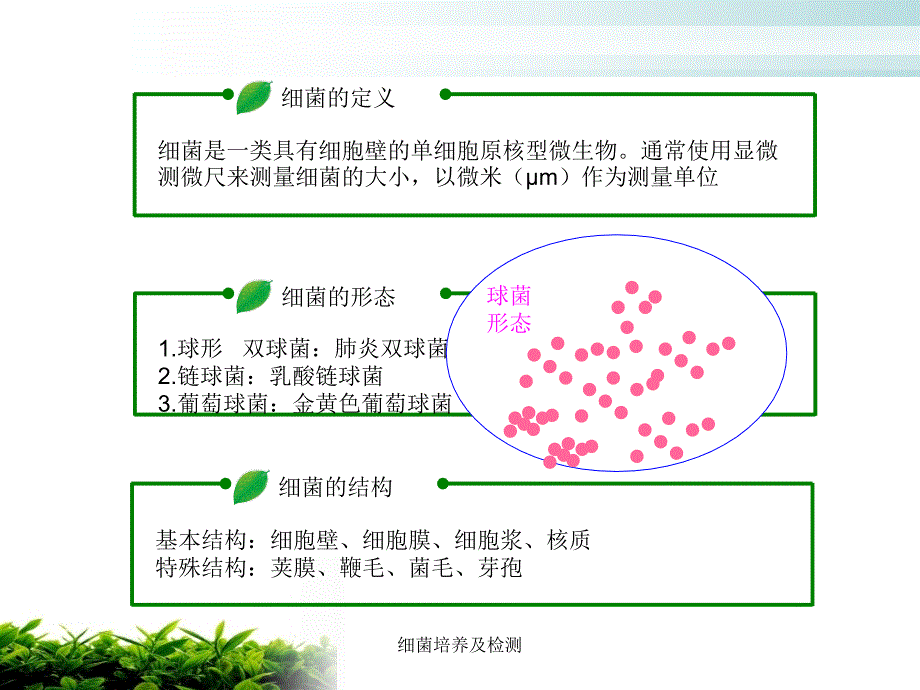 细菌培养及检测课件_第4页