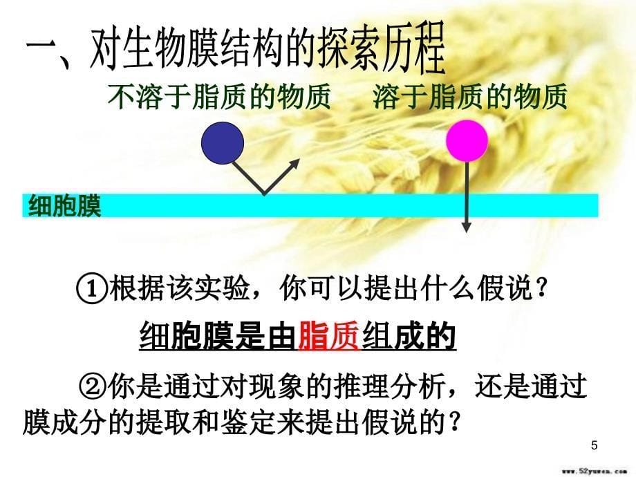 人教版教学课件4.2生物膜的流动镶嵌模型_第5页