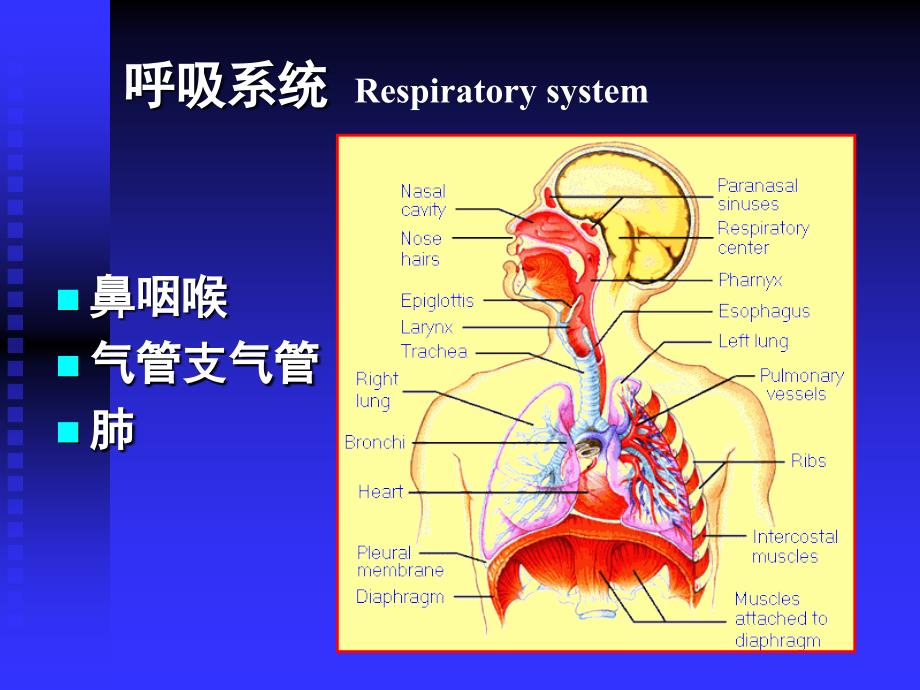 呼吸系统Respiratorysystem_第1页