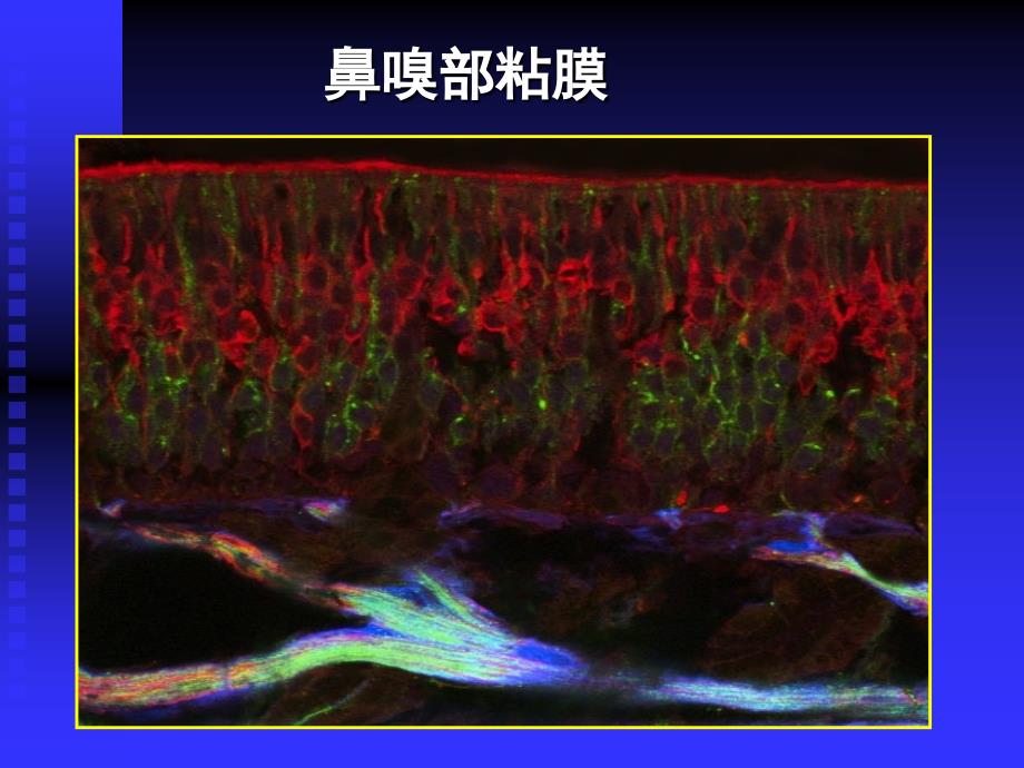 呼吸系统Respiratorysystem_第4页