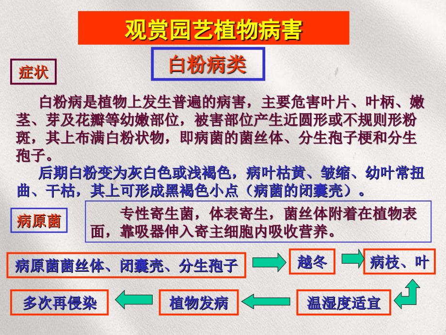 观赏植物病害各论简化版_第4页