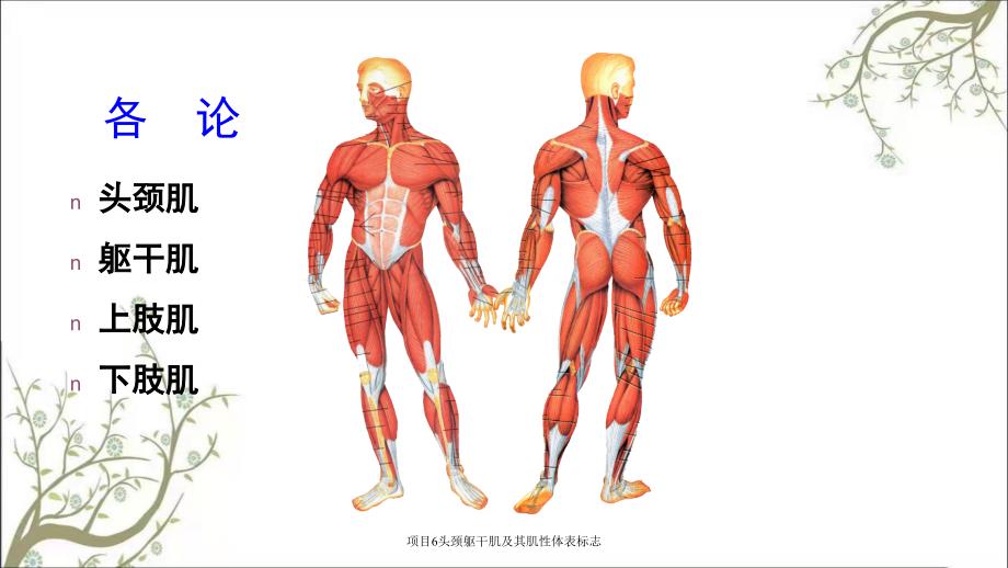 项目6头颈躯干肌及其肌性体表标志_第2页