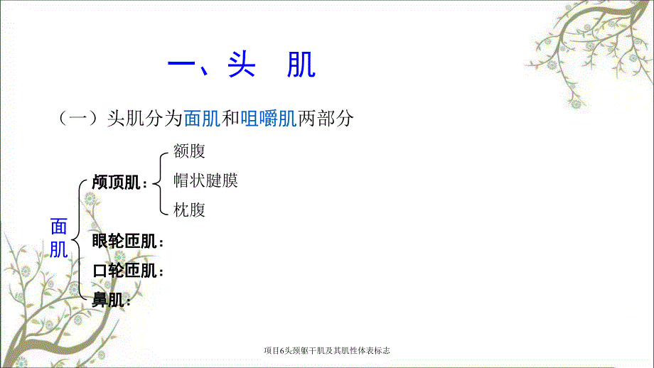 项目6头颈躯干肌及其肌性体表标志_第3页