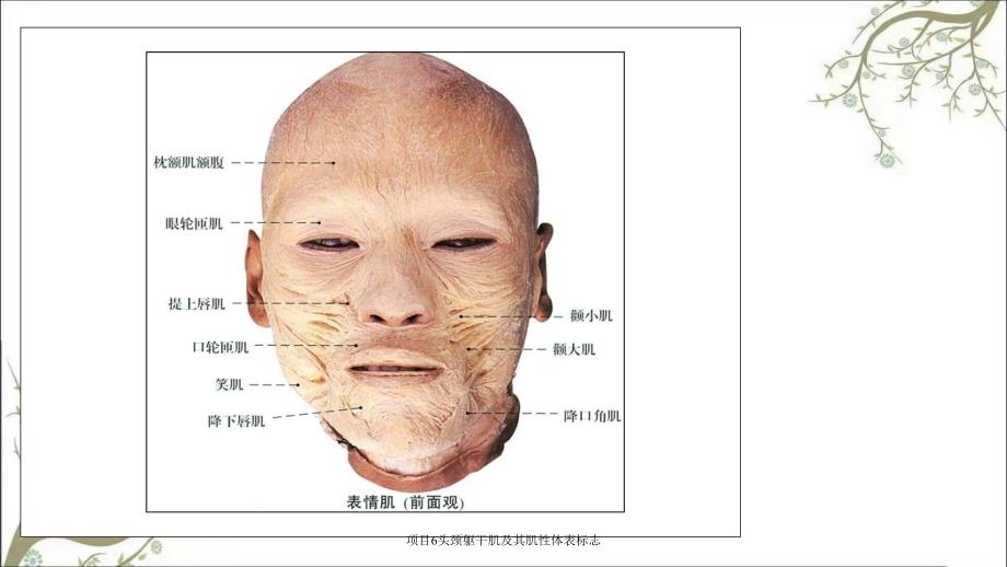 项目6头颈躯干肌及其肌性体表标志_第4页