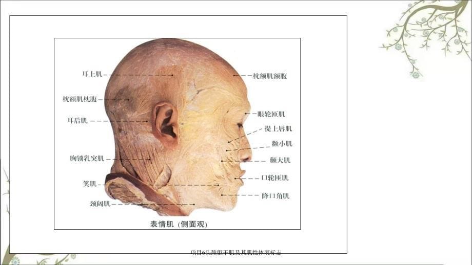 项目6头颈躯干肌及其肌性体表标志_第5页