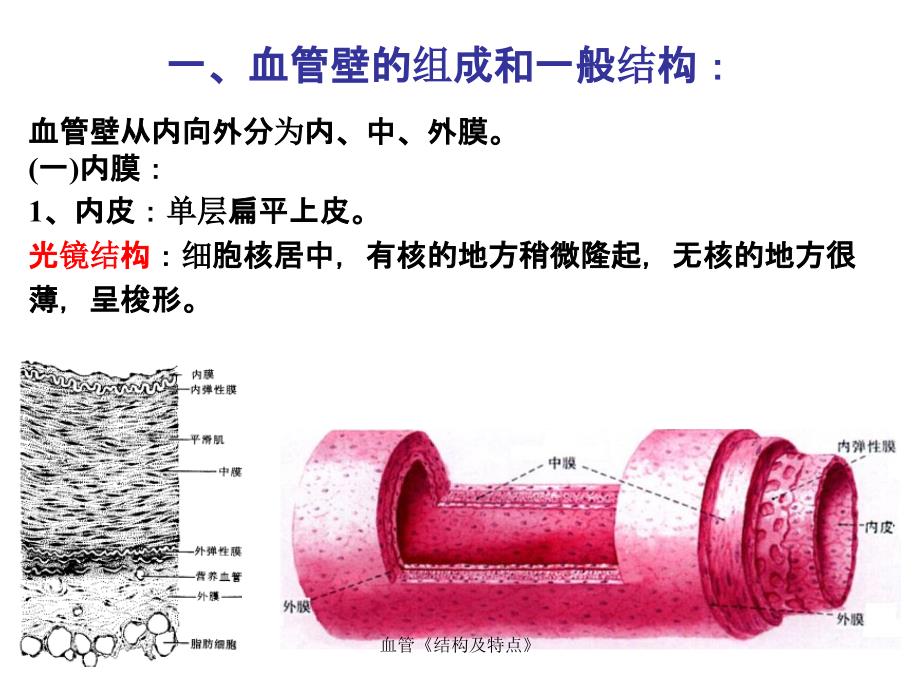 血管结构及特点_第4页