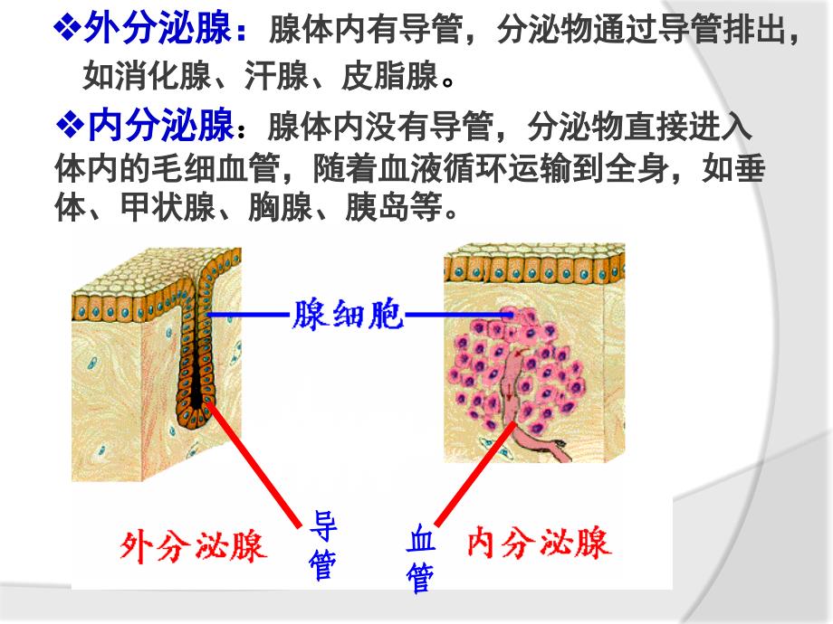 生物：2.2通过激素的调节第一课时课件(新人教版必修3)(阜阳一中)_第3页