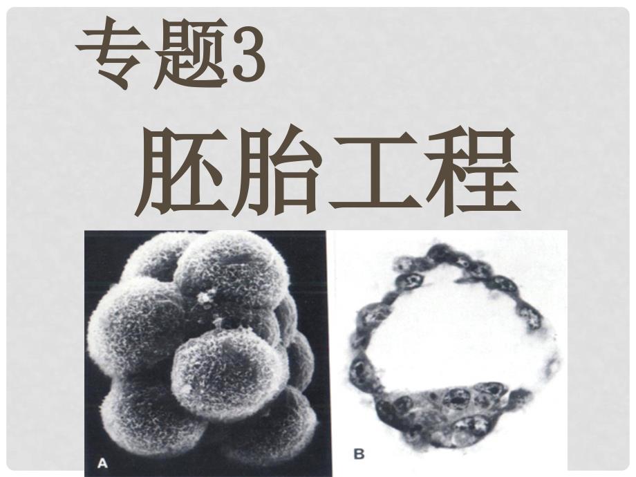 高中生物 专题3第一节 体内受精和早期胚胎发育课件 新人教版选修3_第1页