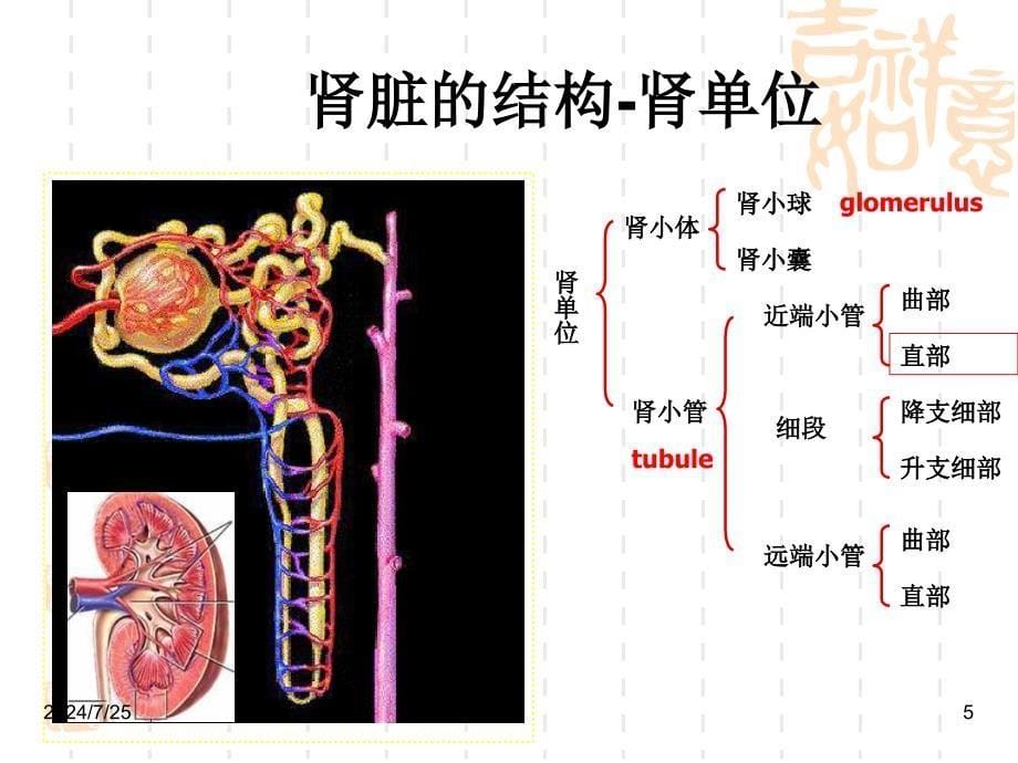 慢性肾小球肾炎教学_第5页