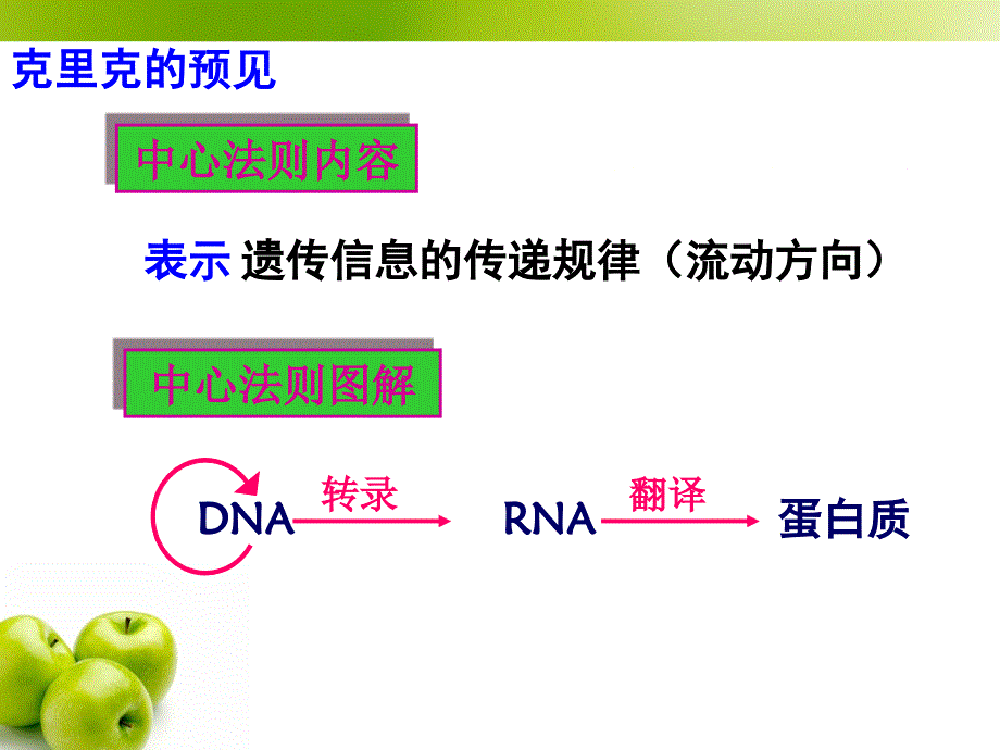 基因对性状的控制PPT课件_第3页