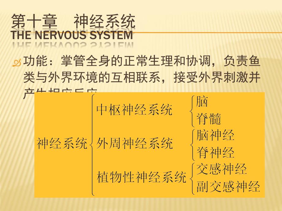 鱼类的神经系统_第1页