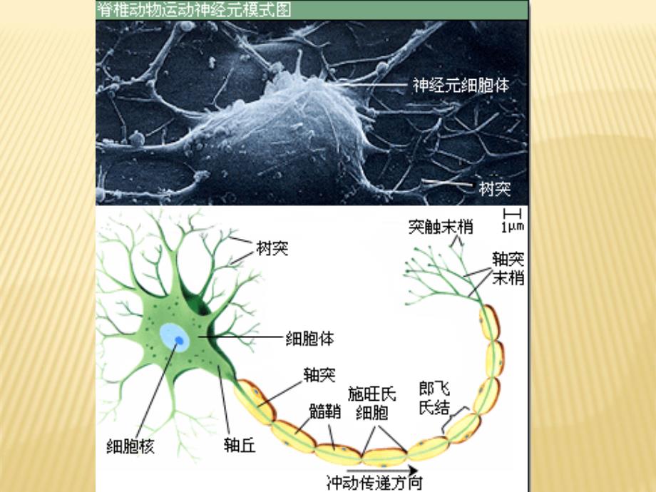 鱼类的神经系统_第4页