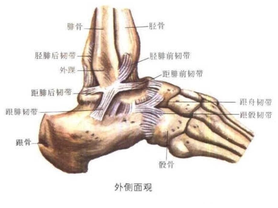 踝关节扭伤 ppt课件_第5页