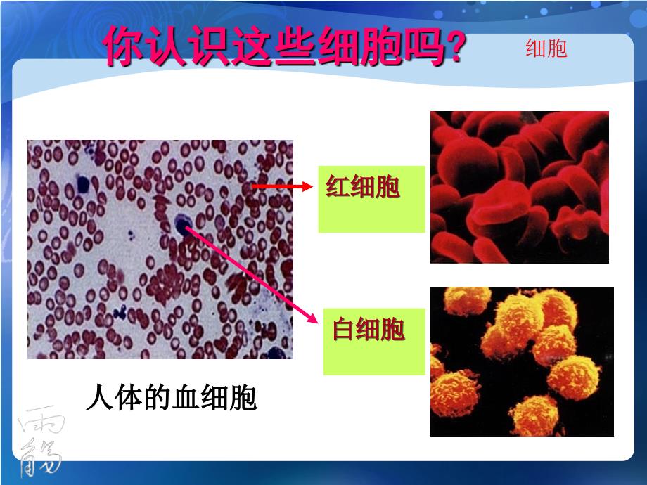 1.2细胞的多样性和统一性1_第2页