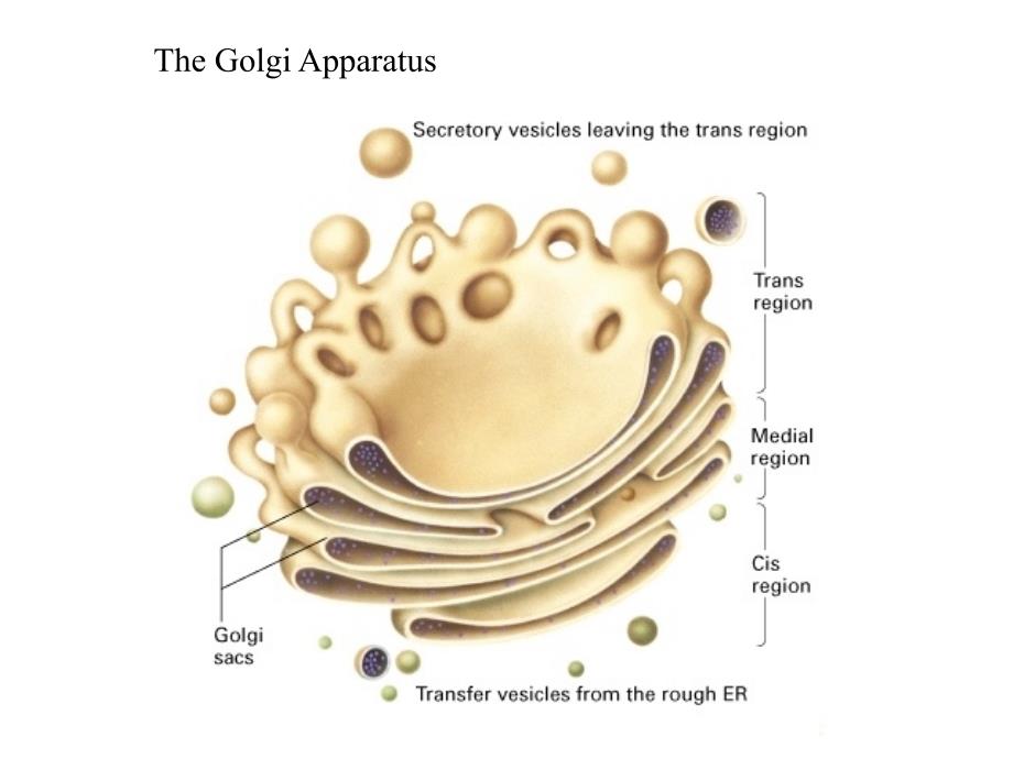 高尔基体、溶酶体、过氧化物酶体_第3页
