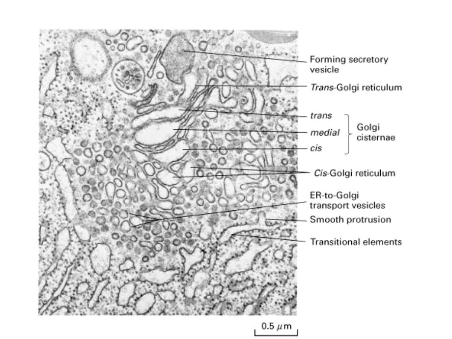 高尔基体、溶酶体、过氧化物酶体_第4页