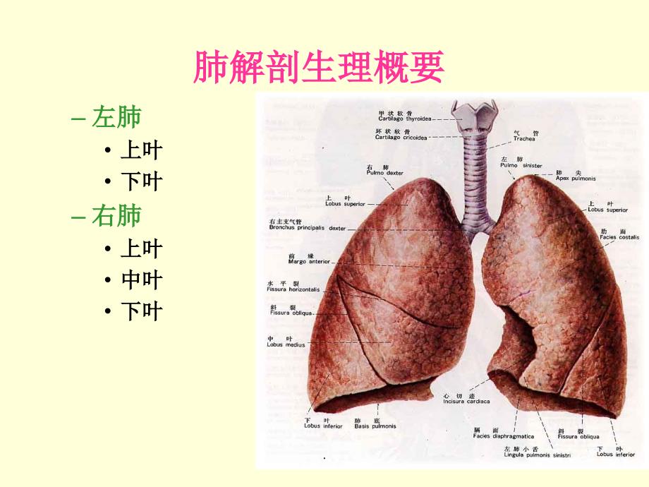 肺癌护理查房76886_第3页