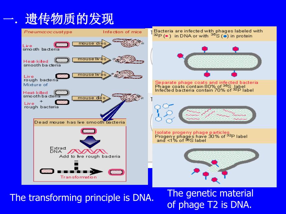 遗传的物质基础DNA_第2页