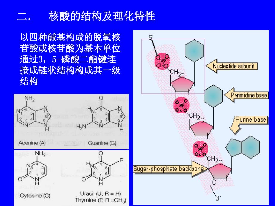 遗传的物质基础DNA_第3页