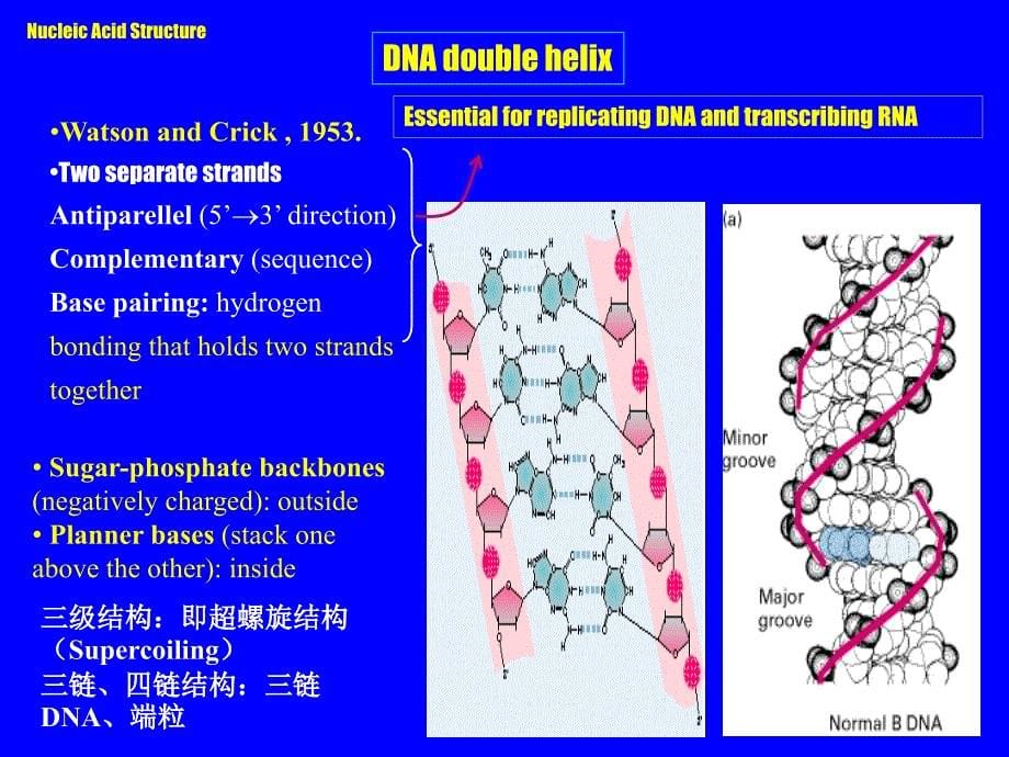 遗传的物质基础DNA_第5页